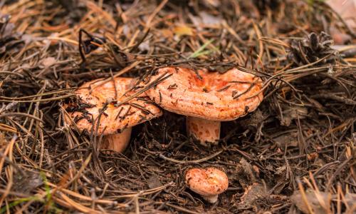 LA BÚSQUEDA DE SETAS EN LA SERRANÍA DE CUENCA: UN TESORO NATURAL EN OTOÑO