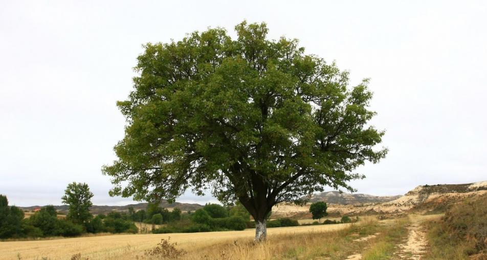 Árboles singulares