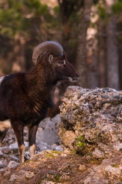 Parque Cinegético del Hosquillo: viendo osos